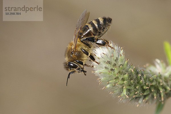 Westliche Honigbiene oder Europäische Honigbiene (Apis mellifera) an Blüte der Salweide  Sal-Weide (Salix caprea)  Thüringen  Deutschland  Europa