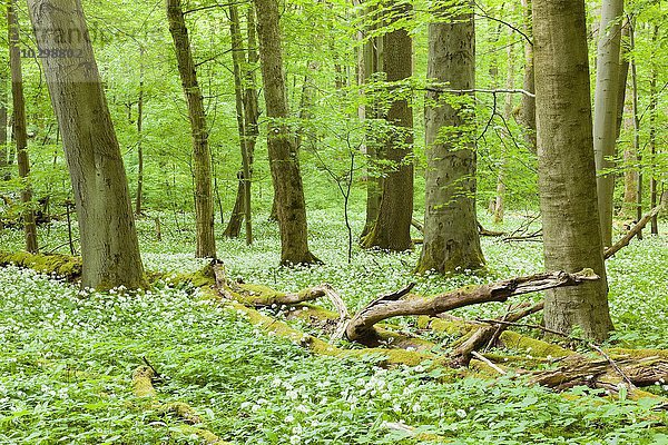Rotbuchenwald (Fagus sylvatica) mit Totholz und blühendem Bärlauch (Allium ursinum)  Nationalpark Hainich  Thüringen  Deutschland  Europa
