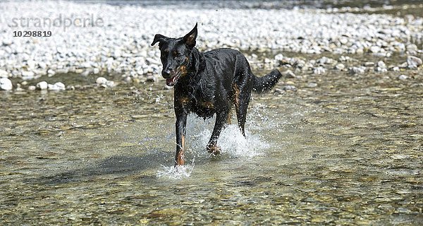 Hund (Canis familiaris)  Beauceron oder auch Berger de Beauce  läuft im Wasser
