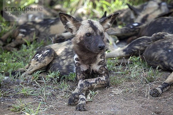 Afrikanische Wildhunde (Lycaon pictus)  Rudel  ruhen sich aus  Krüger-Nationalpark  Südafrika