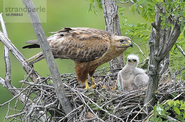 Adlerbussard (Buteo rufinus)  Weibchen am Horst  Nest  Jungvogel in Dunen  Region Pleven  Bulgarien  Europa