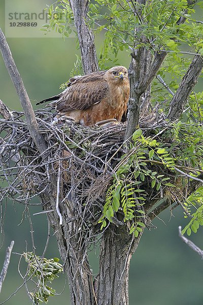 Adlerbussard (Buteo rufinus)  Weibchen im Horst  Nest  hudert  schützt ihr Junges  Region Pleven  Bulgarien  Europa