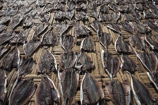 Zum Trocknen auf Bambusmatten ausgelegte Fische  Fischerdorf Ngapali  Thandwe  Rakhine-Staat  Myanmar  Asien