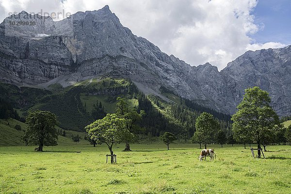 Kuh zwischen Ahornbäumen  Ahornboden  Almdorf Eng  Eng Alm  hinten links die Lamsenspitze  Karwendel  Tirol  Österreich  Europa