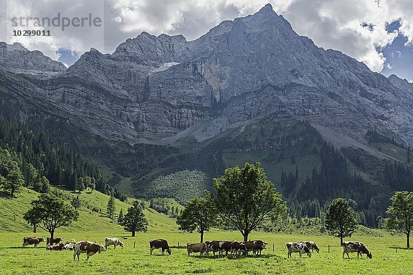 Kühe zwischen Ahornbäumen  Ahornboden in der Eng  Eng Alm  hinten die Lamsenspitze  Karwendel  Tirol  Österreich  Europa