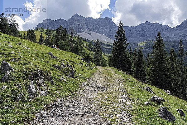 Wanderweg bei der Binsalm  hinten die Laliderer Wände  Karwendel  Tirol  Österreich  Europa