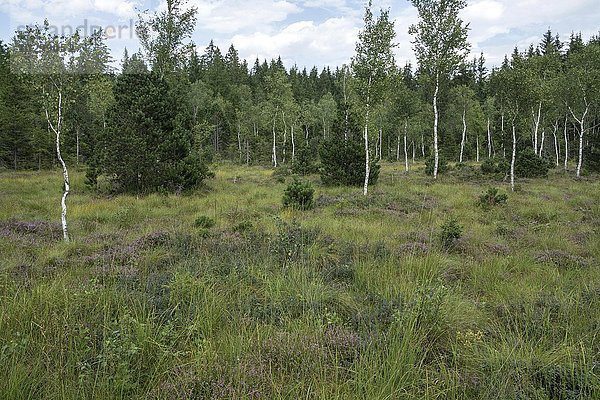 Birken (Betula sp.)  Heidekraut (Erika) und typische Vegetation im Moor  Murnauer Moos oder Moor  Murnau  Oberbayern  Bayern  Deutschland  Europa