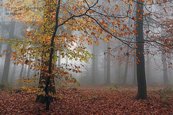 Herbstlicher Wald im Nebel  bunt gefärbte Blätter  Herbstwald  Bäume  Baden-Württemberg  Deutschland  Europa