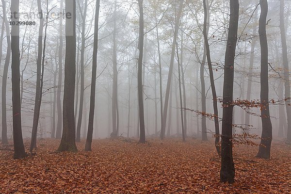 Herbstlicher Wald im Nebel  gefärbte Blätter liegen auf dem Waldboden  Herbstwald  Bäume  Baden-Württemberg  Deutschland  Europa