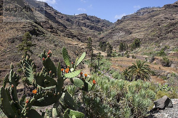 Barranco de Mogan bei El Pie de la Cuesta  vorne blühende Opuntien  Feigenkakteen  Gran Canaria  Kanarische Inseln  Spanien  Europa