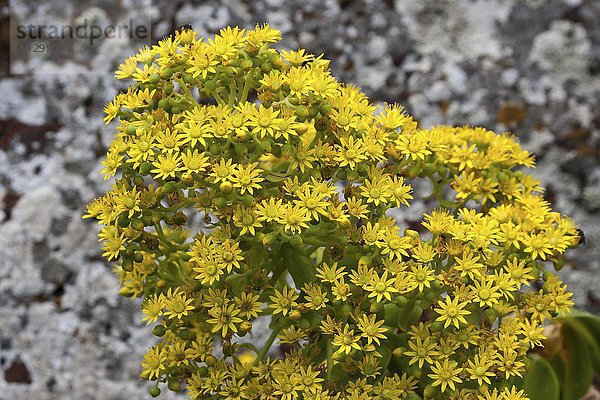 Fetthenne mit gelben Blüten  Dickblattgewächs (Aeonium vestitum)  Gran Canaria  Kanarische Inseln  Spanien  Europa