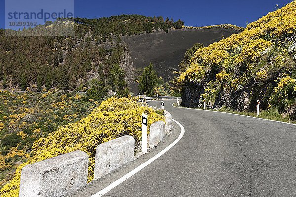 Gelb blühender Ginster (Genista) an der Straße  Zentrum Gran Canaria  Kanarische Inseln  Spanien  Europa