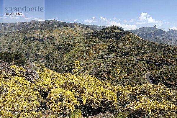 Gelb blühender Ginster (Genista)  Zentrum von Gran Canaria  Kanarische Inseln  Spanien  Europa