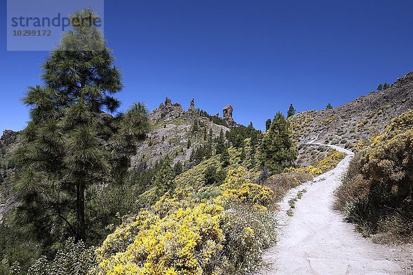 Wanderweg zum Roque Nublo  blühende Vegetation  Gran Canaria  Kanarische Inseln  Spanien  Europa