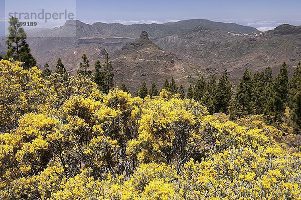 Ausblick vom Wanderweg um den Roque Nublo auf blühende Vegetation  gelb blühender Ginster (Genista)  kanarische Kiefern (Pinus canariensis)  hinten Mitte der Roque Bentayga  Gran Canaria  Kanarische Inseln  Spanien  Europa