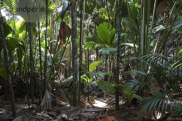Vegetation im Vallee de Mai Nationalpark  UNESCO Weltnaturerbe  Insel Praslin  Seychellen  Afrika
