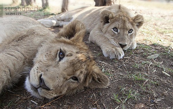 Löwenjunge auf einer Ranch  Löwe (Panthera leo)  captive  Südafrika