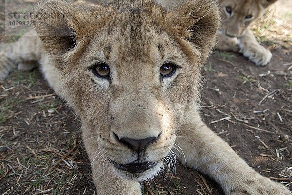 Löwenbaby auf einer Ranch  Portrait  Löwe (Panthera leo)  captive  Südafrika