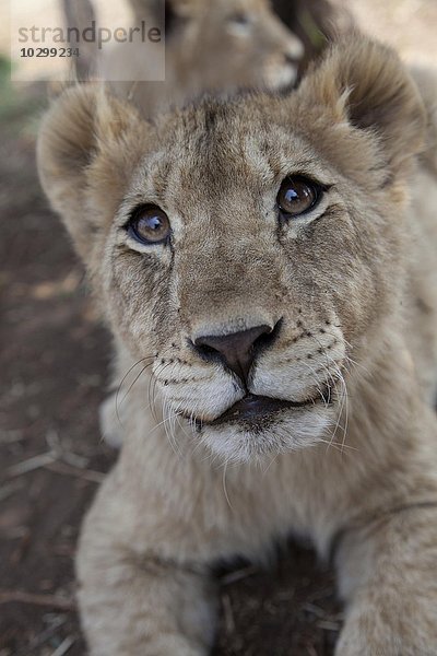 Löwenbaby auf einer Ranch  Portrait  Löwe (Panthera leo)  captive  Südafrika