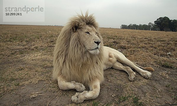 Weißer Löwe (Panthera leo) auf einer Ranch  captive  Südafrika