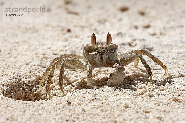 Geisterkrabbe (Ocypode sp.)  sitzt neben ihrem Sandloch  Insel Praslin  Seychellen  Afrika