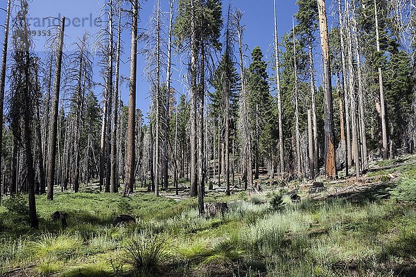 Von einem Waldbrand geschädigte Bäume  Nähe Wawona Point  Mariposa Grove  Yosemite Nationalpark  Kalifornien  USA  Nordamerika