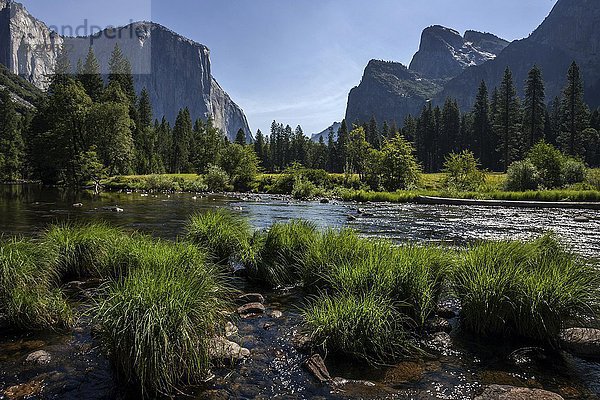 Merced River  hinten links El Capitan  hinten rechts Cathedral Rocks  Yosemite Valley  Yosemite Nationalpark  USA  Nordamerika