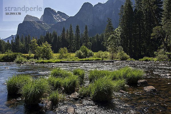 Merced River  hinten Cathedral Rocks  Yosemite Valley  Yosemite Nationalpark  USA  Nordamerika