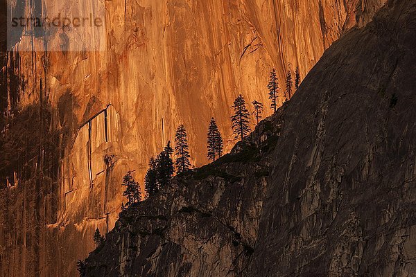Von Abendsonne angestrahlte Nordwest Wand des Half Dome  Abendlicht  Yosemite Nationalpark  USA  Nordamerika