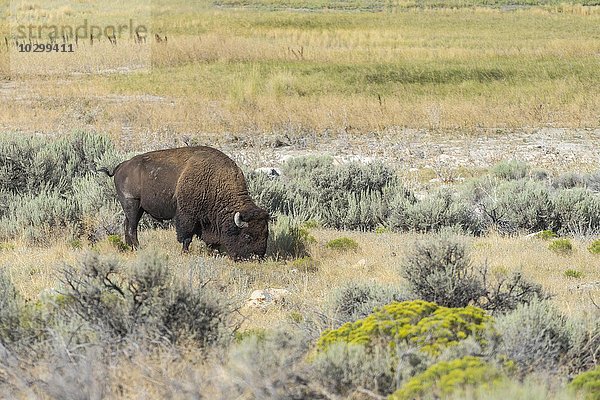 Grasender Bison (Bison bison)  Antelope Island  Utah  USA  Nordamerika