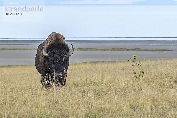 Bison (Bison bison) im Gras  hinten großer Salzsee  Antelope Island  Utah  USA  Nordamerika