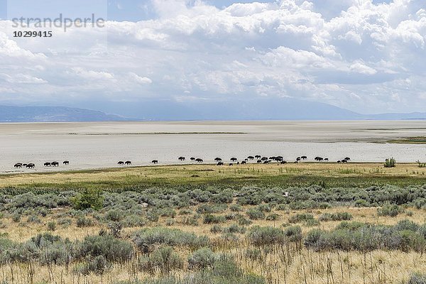 Bison Herde (Bison bison) zieht über großen Salzsee  Antelope Island  Utah  USA  Nordamerika