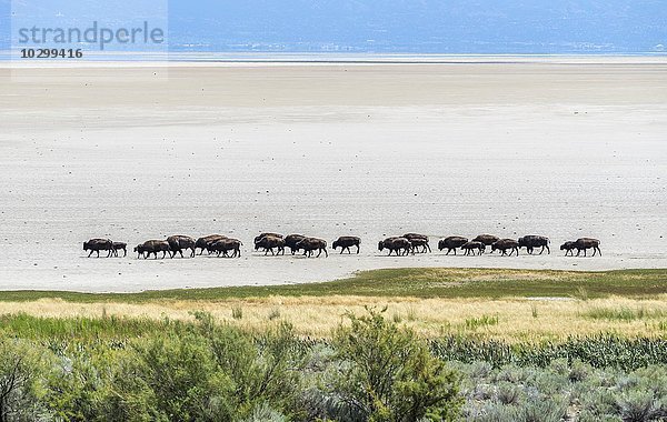 Bison Herde (Bison bison) zieht über großen Salzsee  Antelope Island  Utah  USA  Nordamerika