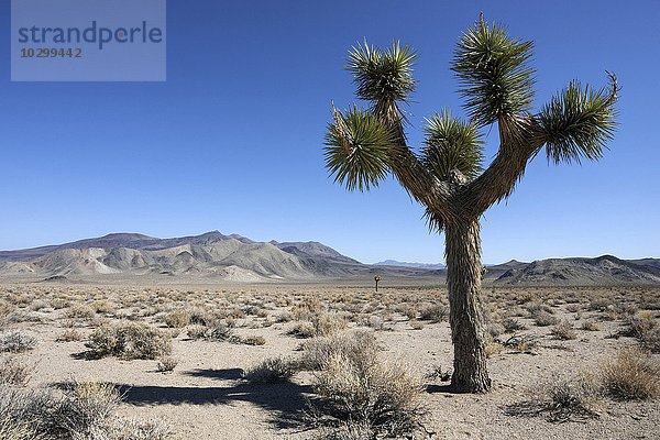 Josua-Palmlilie  auch Joshua Tree oder Josuabaum (Yucca brevifolia)  Nähe Death Valley  Kalifornien  USA  Nordamerika