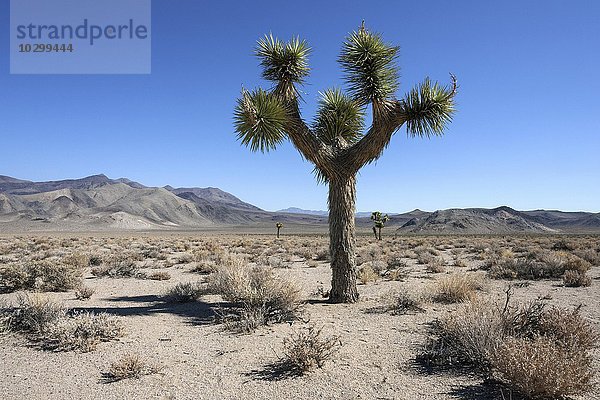 Josua-Palmlilie  auch Joshua Tree oder Josuabaum (Yucca brevifolia)  Nähe Death Valley  Kalifornien  USA  Nordamerika