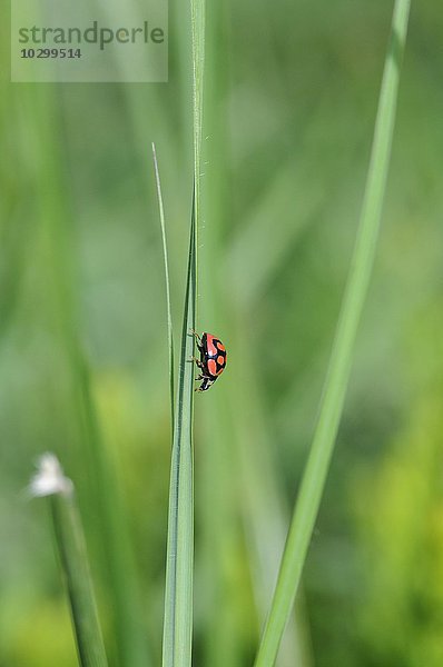 Südliches Afrika Südafrika schwarz rot Gras Afrika Käfer klettern