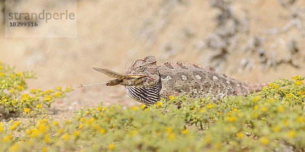 Ein Namaqua-Chamäleon (Chamaeleo namaquensis) verschlingt eine Heuschrecke  Namib Naukluft Park  Swakopmund  Namibia  Afrika