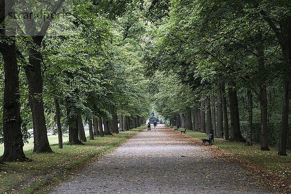Allee  Baumallee  herbstlich  Schlosspark Nymphenburg  München Bayern  Deutschland  Europa