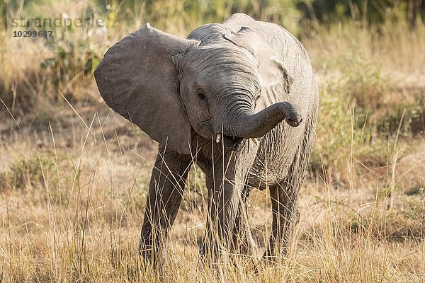 Junger Afrikanischer Elefant (Loxodonta africana) nimmt Witterung auf  Südluangwa-Nationalpark  Sambia  Afrika