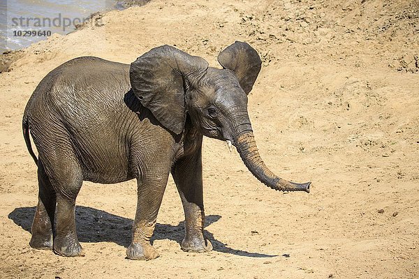 Afrikanischer Elefant (Loxodonta africana) nach dem Baden in einem Fluss  Südluangwa-Nationalpark  Sambia  Afrika