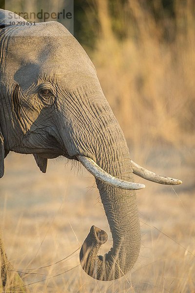 Portrait eines Afrikanischen Elefanten (Loxodonta africana)  Südluangwa-Nationalpark  Sambia  Afrika