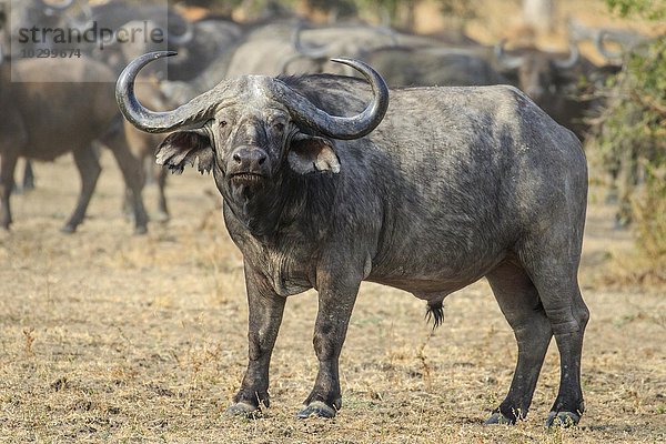 Kaffernbüffel (Syncerus caffer)  vor der Herde im Grasland  Südluangwa National Park  South Luangwa National Park  Sambia  Afrika