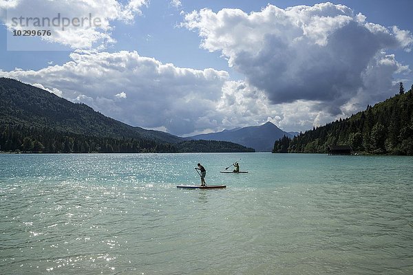 Türkisblaues Wasser  Walchensee  zwei Jugendliche paddeln auf Paddel Board  Stand Up Paddling  hinten der Herzogstand  Oberbayern  Bayern  Deutschland  Europa