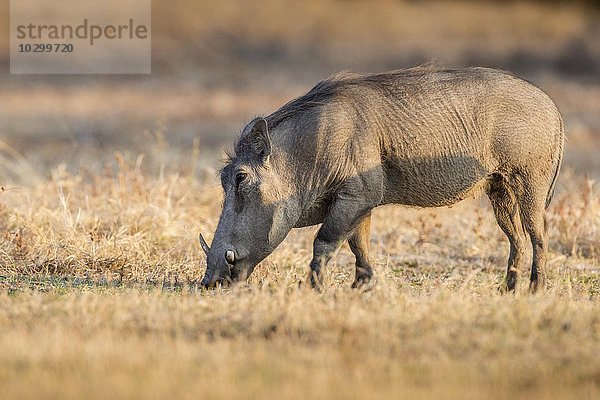Warzenschwein beim Fressen (Phacochoerus africanus)  Südluangwa National Park  South Luangwa National Park  Sambia  Afrika