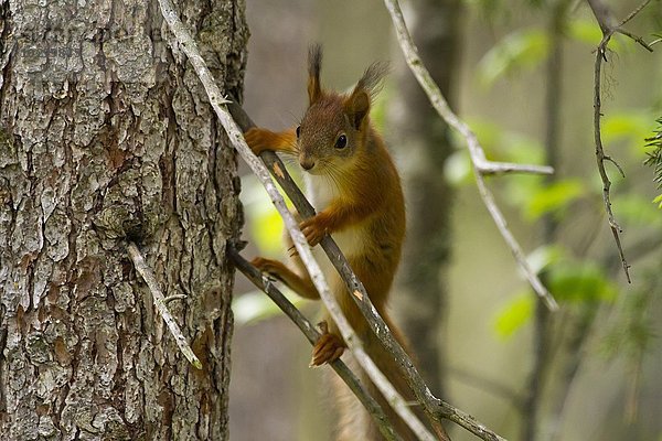 Eichhörnchen (Sciurus vulgaris) klettert im Baum  Kainuu  Nord-Karelien  Finnland  Europa