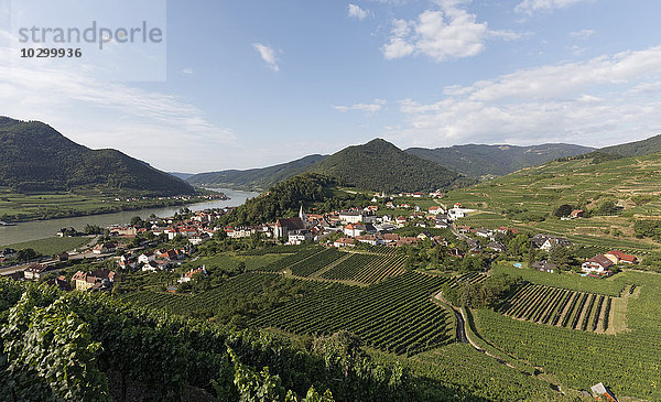 Blick über Weinberge auf Spitz an der Donau  Tausendeimerberg  Wachau  Waldviertel  Niederösterreich  Österreich  Europa