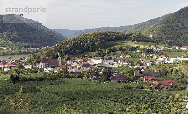 Blick über Weinberge auf Spitz an der Donau  Tausendeimerberg  Wachau  Waldviertel  Niederösterreich  Österreich  Europa