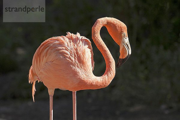 Flamingo  Rosaflamingo (Phoenicopterus roseus)  captive  Palmitos Park  Maspalomas  Gran Canaria  Kanarische Inseln  Spanien  Europa