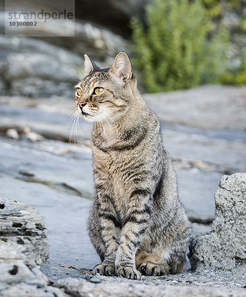 Getigerte Katze sitzt auf Stein  Cinque Terre  Italien  Europa
