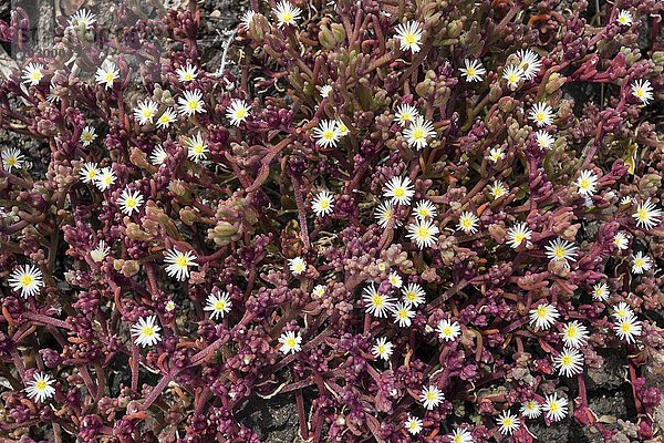 Knotenblütige Mittagsblume (Mesembryanthemum nodiflorum)  Gran Canaria  Kanarische Inseln  Spanien  Europa